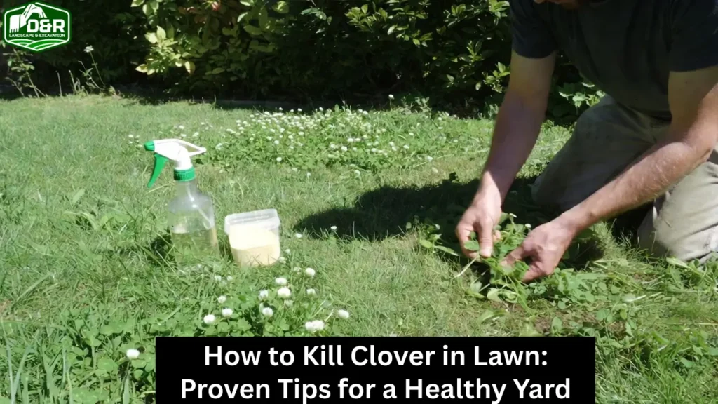 how to kill clover in lawn