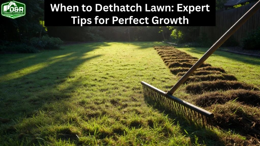 when to dethatch lawn