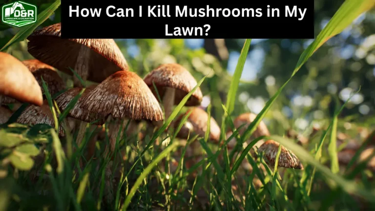 how can i kill mushrooms in my lawn