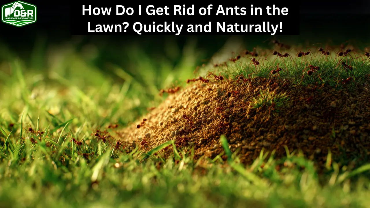 how do i get rid of ants in the lawn