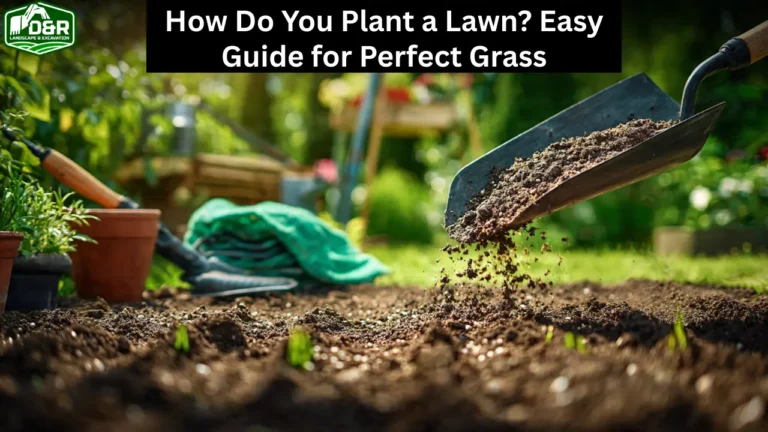 how do you plant a lawn