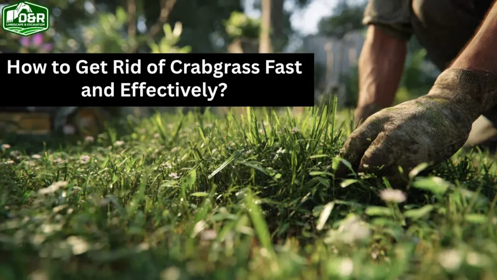 how to get rid of crabgrass in lawn, how to get rid of crabgrass in lawn in florida, how to get rid of crabgrass in lawn in fort pierce