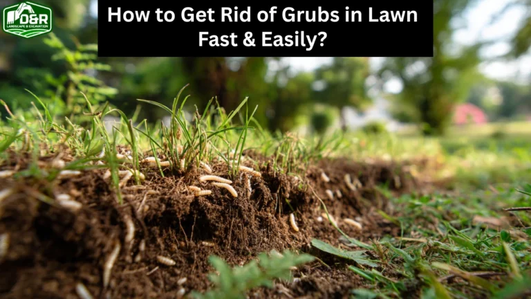 how to get rid of grubs in lawn, how to get rid of grubs in lawn in fort pierce, how to get rid of grubs in lawn in florida