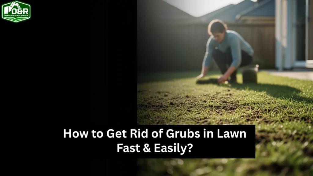 how to reseed a lawn, how to reseed a lawn in florida