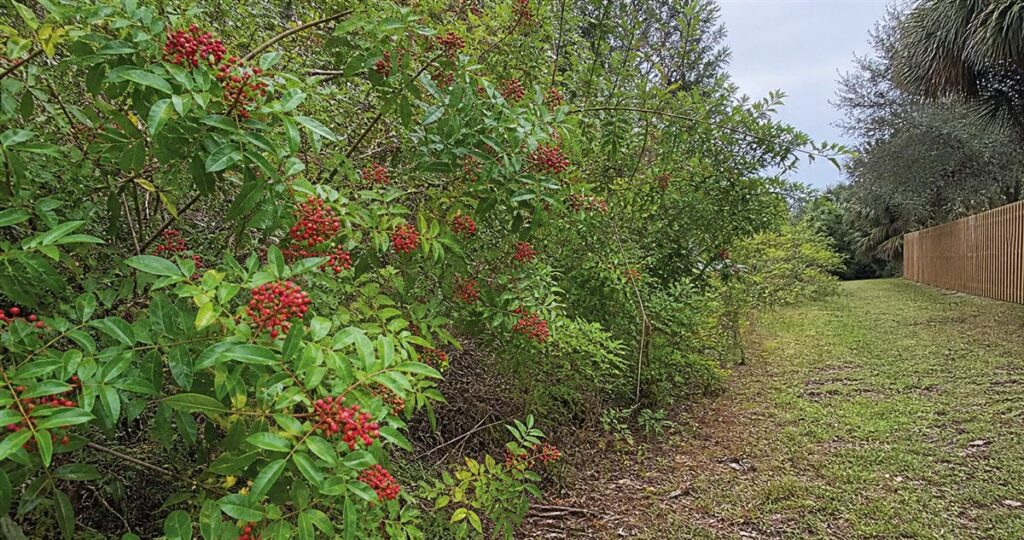 Dense Brazilian peppertree with red berries beside a managed Florida fence line