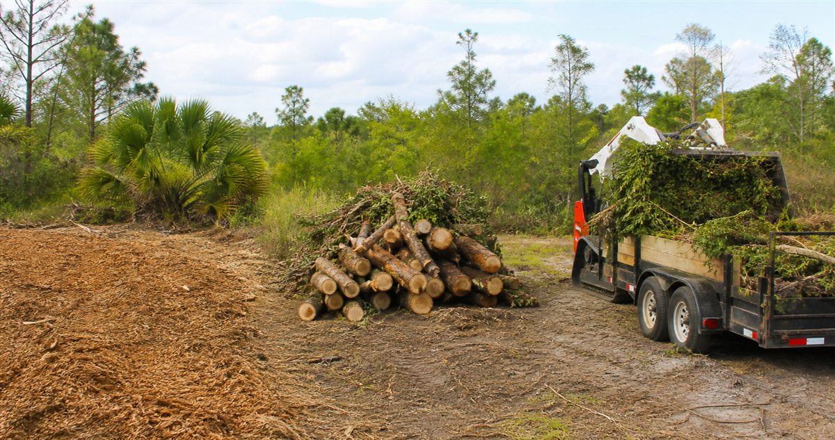 Mulched ground, separated logs, and a trailer loaded with vegetation debris on a Florida property