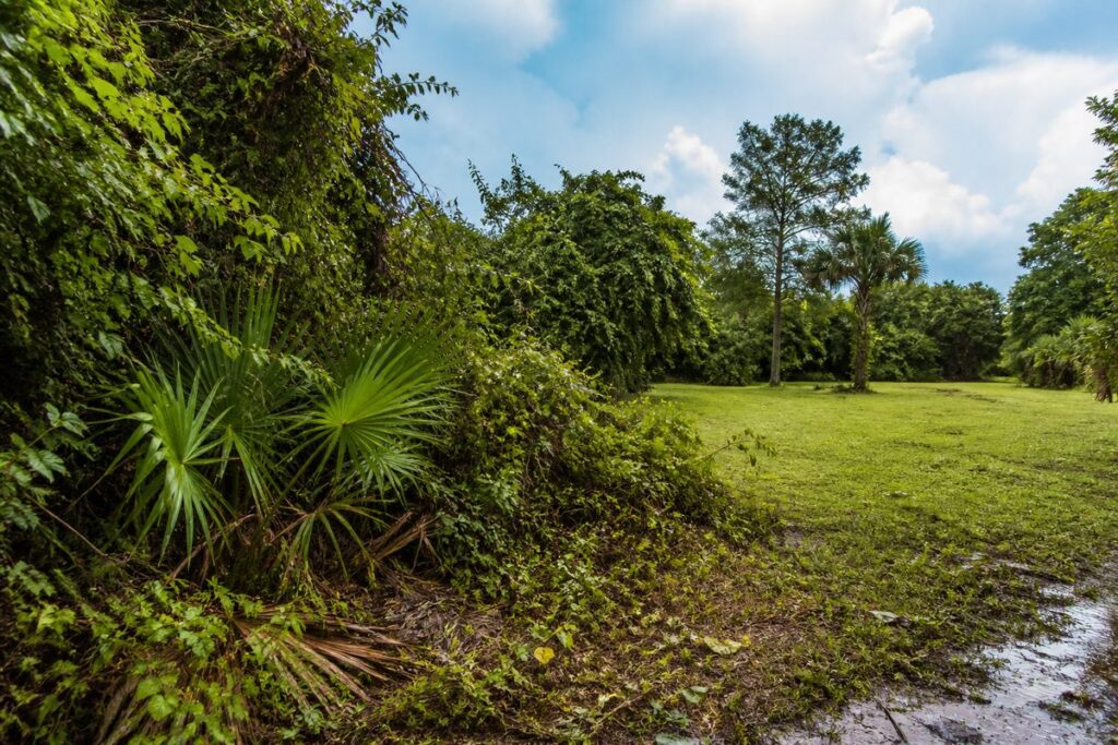 Dense Florida vegetation beside a newly opened and usable property area